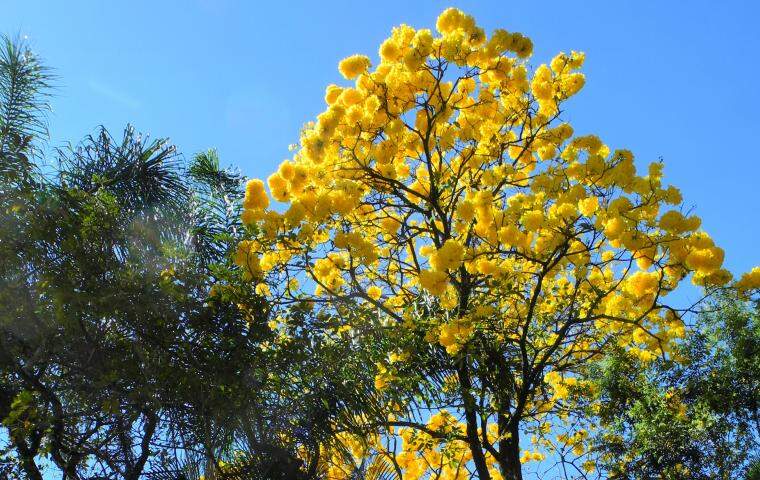 Clima - Ipê Amarelo em Belo