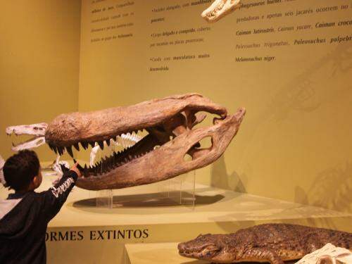 Uma aventura no tempo. Fósseis de mamíferos, carapaças de tatu e réplicas de grandes dinossauros 