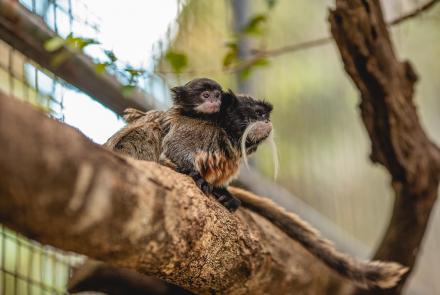 Foto: Qu4rto Studio/Acervo Belotur