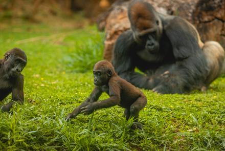 Foto: Qu4rto Studio/Acervo Belotur