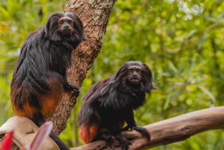 Foto: Qu4rto Studio/Acervo Belotur