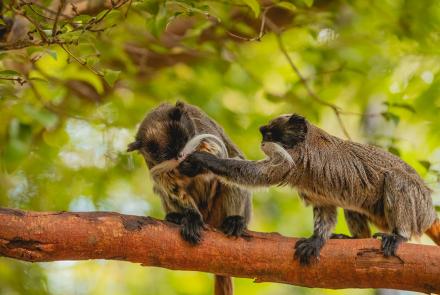 Foto: Qu4rto Studio/Acervo Belotur