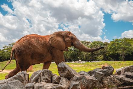 Foto: Qu4rto Studio/Acervo Belotur