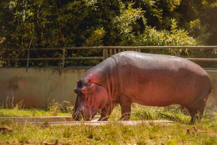 Foto: Qu4rto Studio/Acervo Belotur