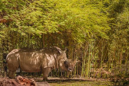 Foto: Qu4rto Studio/Acervo Belotur